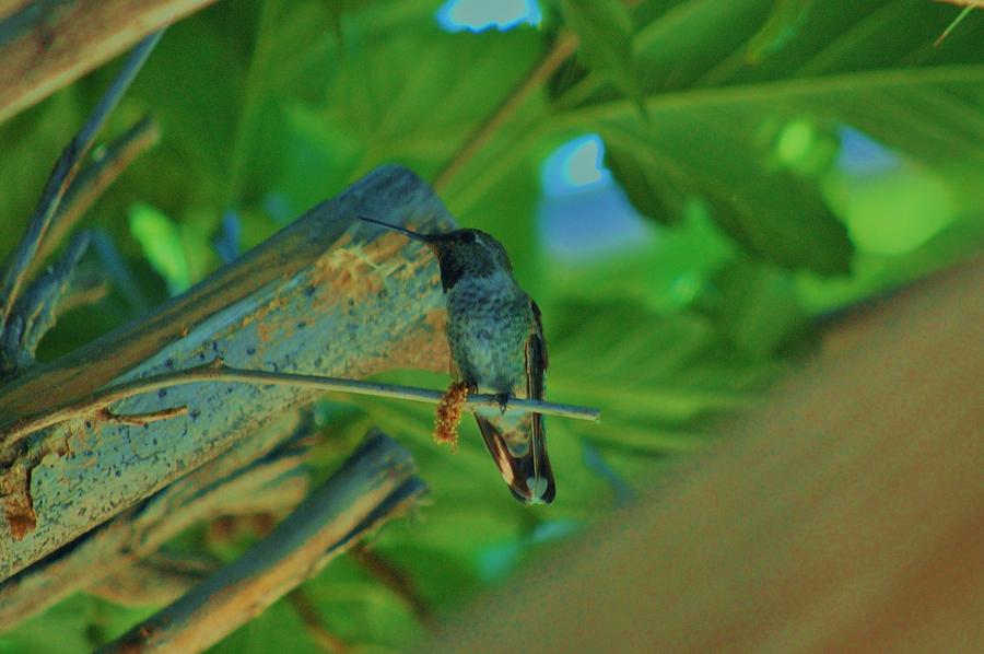 Hummingbird 1 Photograph by Helen Carson
