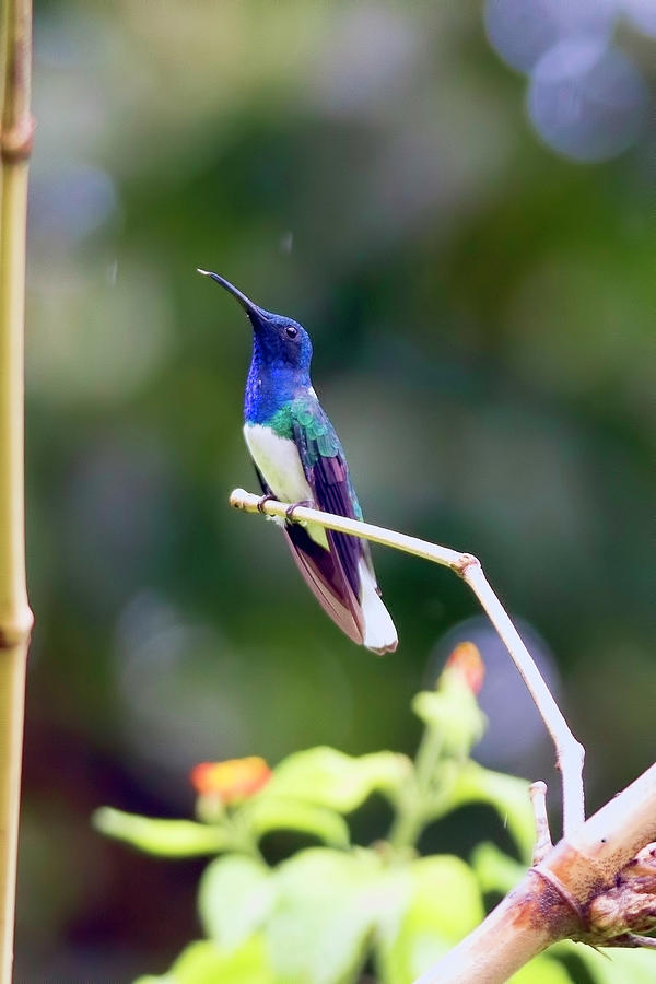 Hummingbird 1 Photograph by Nadia Sanowar
