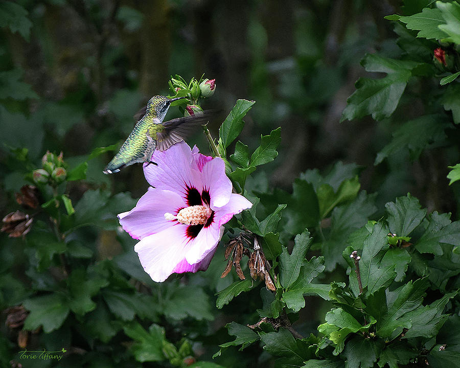 Hummingbird 1 Photograph by Torie Tiffany