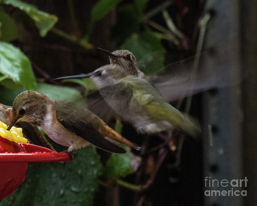 Hummingbird 11 Photograph by Christy Garavetto
