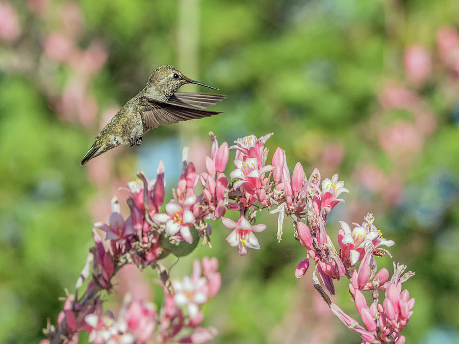 Hummingbird 1185 Photograph by Tam Ryan