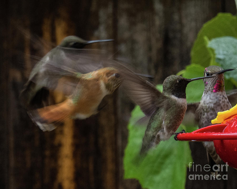Hummingbird 12 Photograph by Christy Garavetto