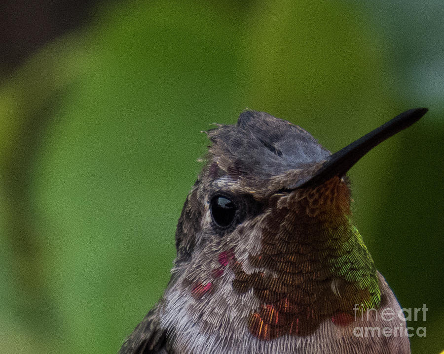 Hummingbird 13 Photograph by Christy Garavetto