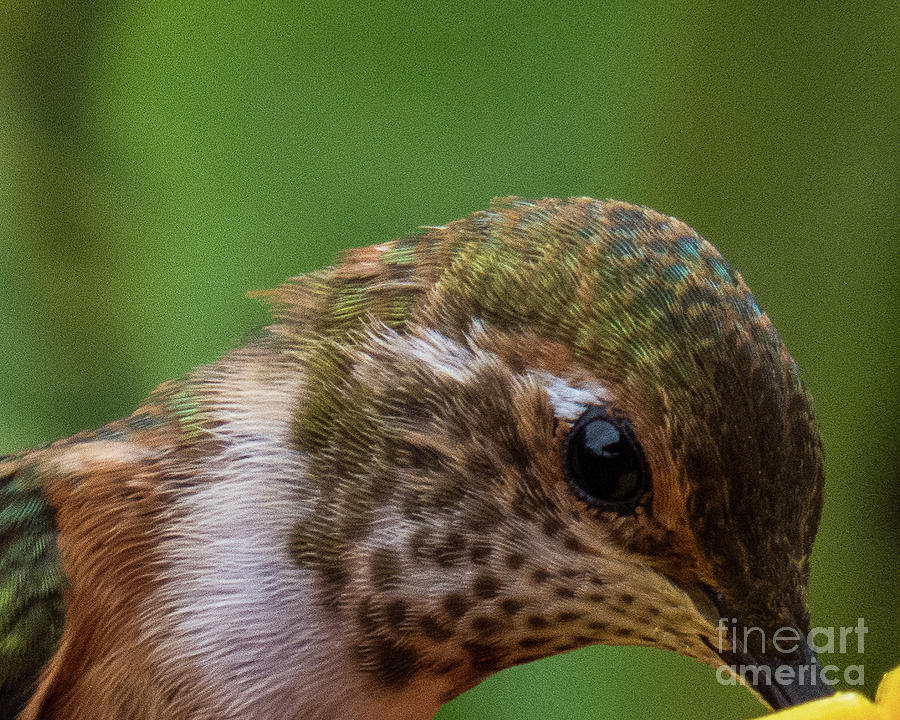 Hummingbird 14 Photograph by Christy Garavetto