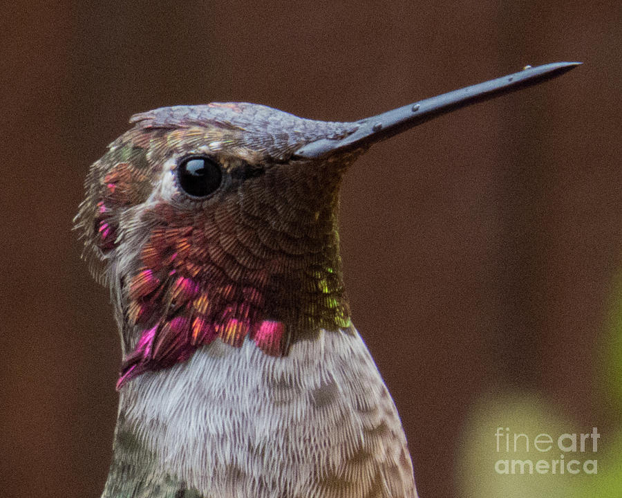 Hummingbird 16 Photograph by Christy Garavetto