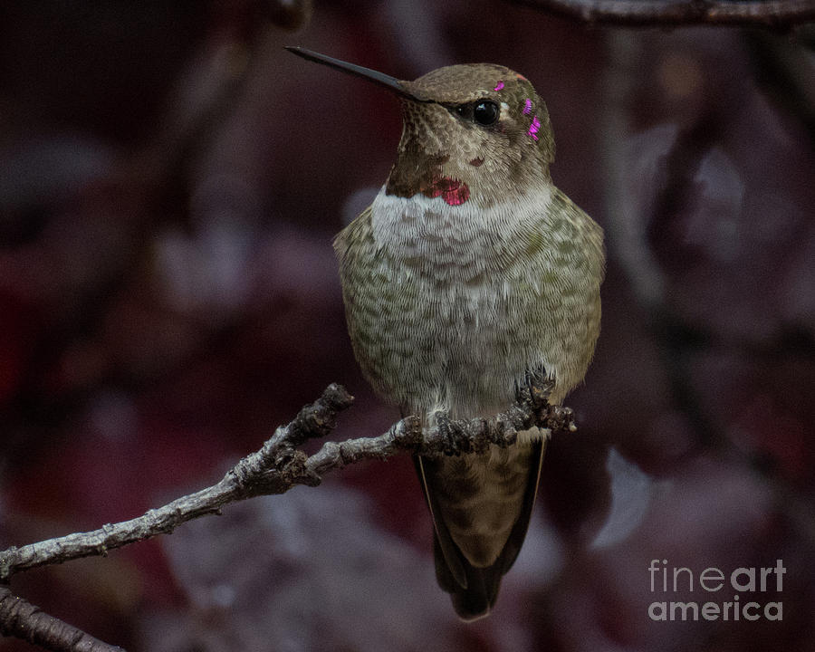 Hummingbird 17 Photograph by Christy Garavetto