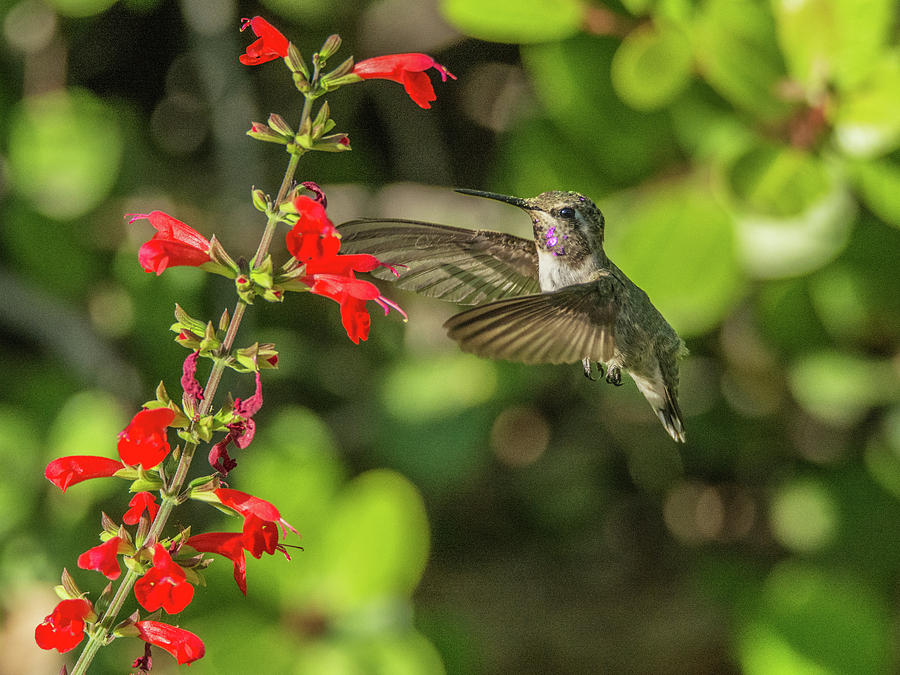 Hummingbird 1793 Photograph by Tam Ryan