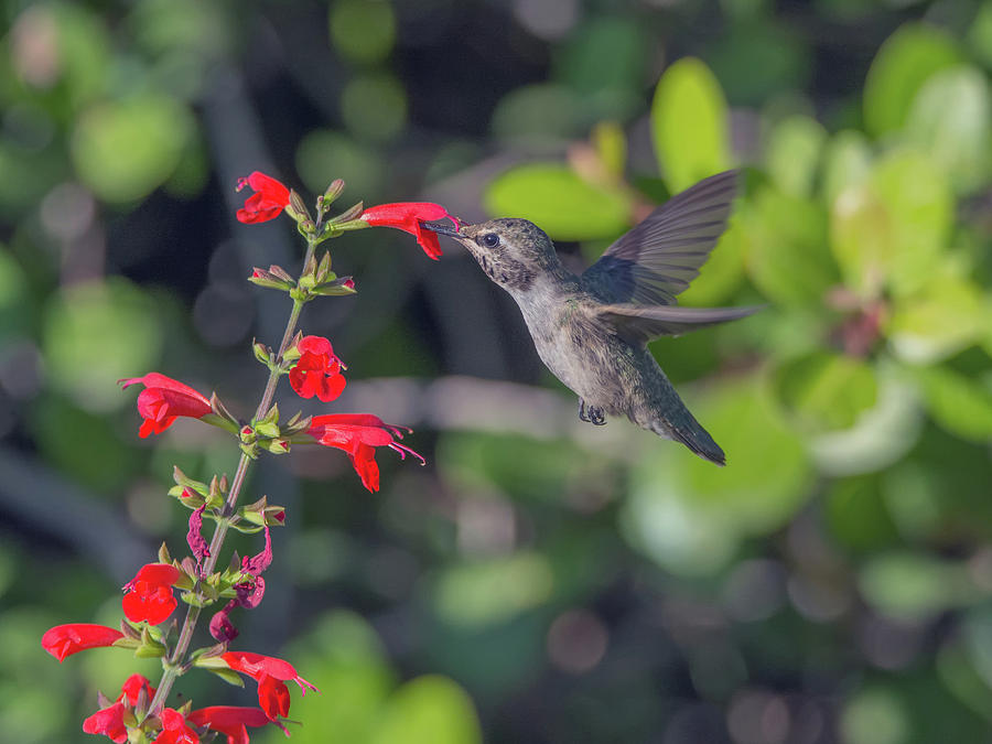 Hummingbird 1795 Photograph by Tam Ryan