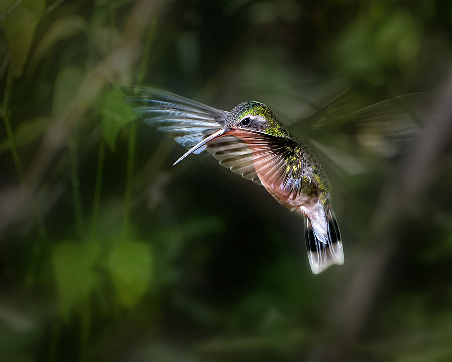 Wildlife Photograph - Hummingbird 1b by Leigh Pelton