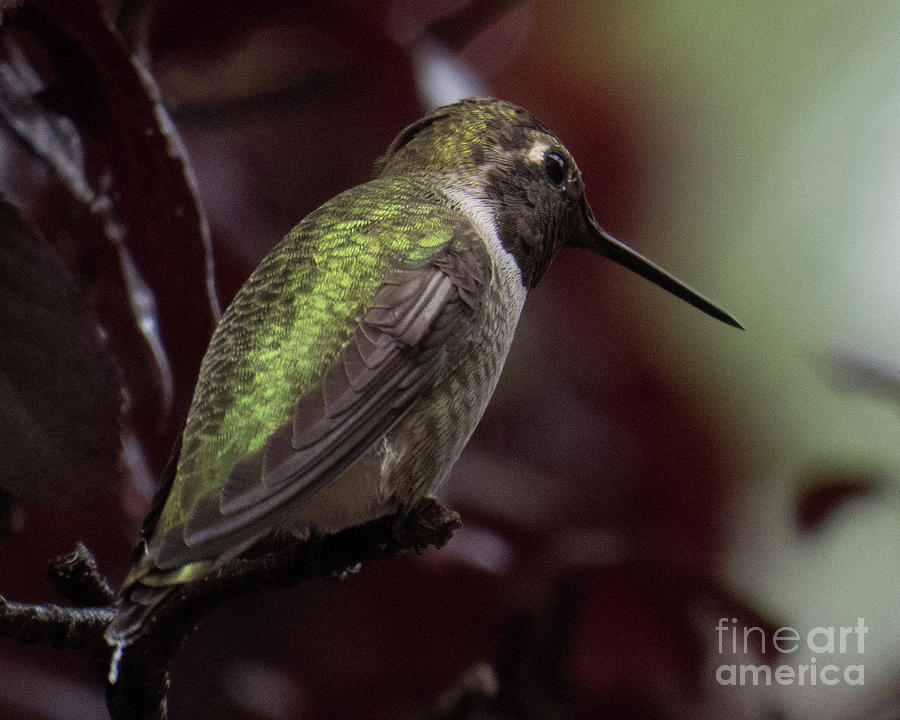 Hummingbird 2 Photograph by Christy Garavetto