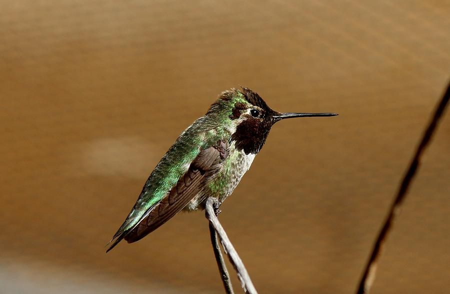 Hummingbird - 2 Photograph by Christy Pooschke