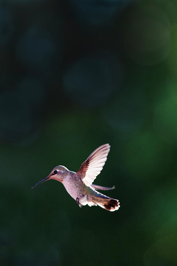 Hummingbird #2 Photograph by David Lunde