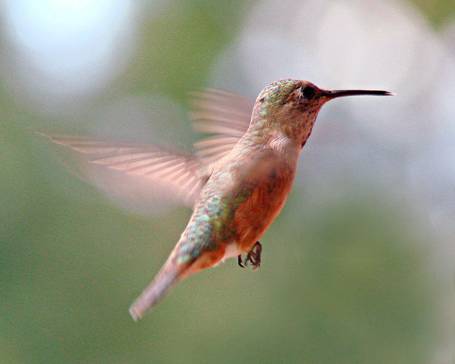Hummingbird 2 Photograph by Diana Douglass