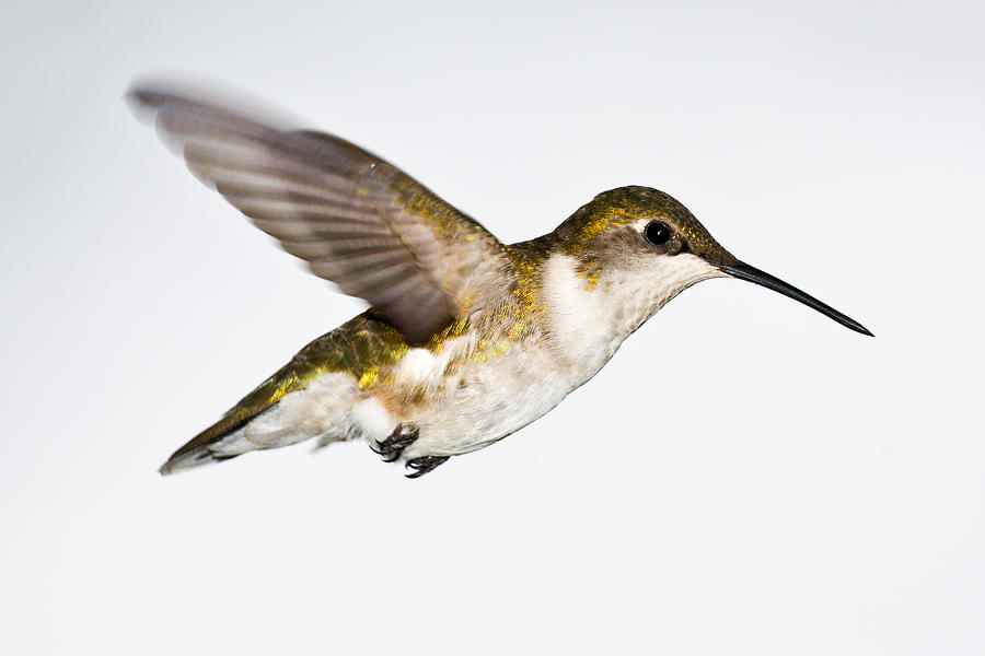 Hummingbird 2 Photograph by Edward Myers