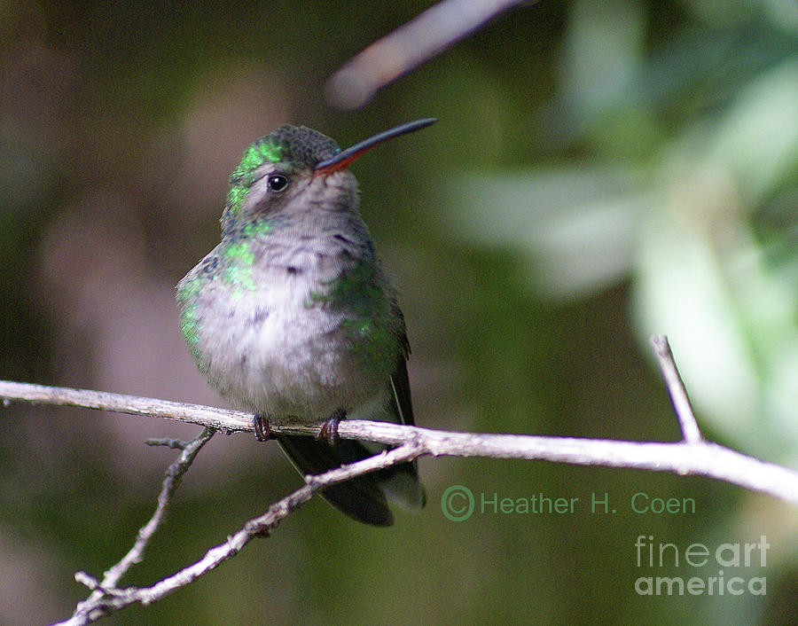 Bird Photograph - Hummingbird 2 by Heather Coen