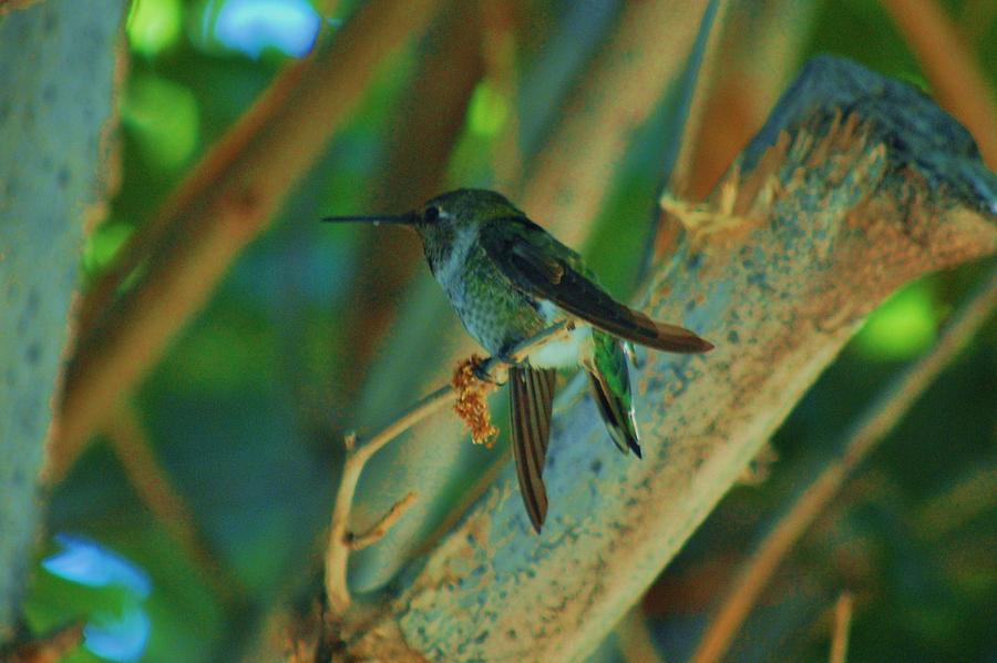 Hummingbird 2 Photograph by Helen Carson