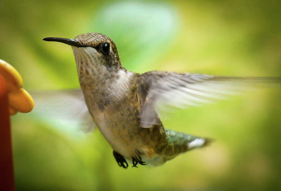 Hummingbird 2 Photograph by Jessie Henry