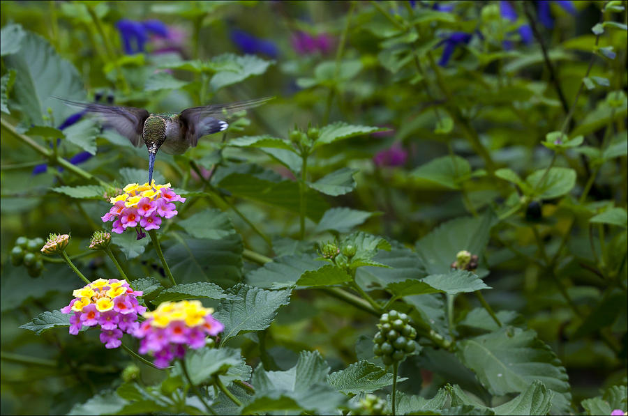 Hummingbird 2 Photograph by Robert Ullmann