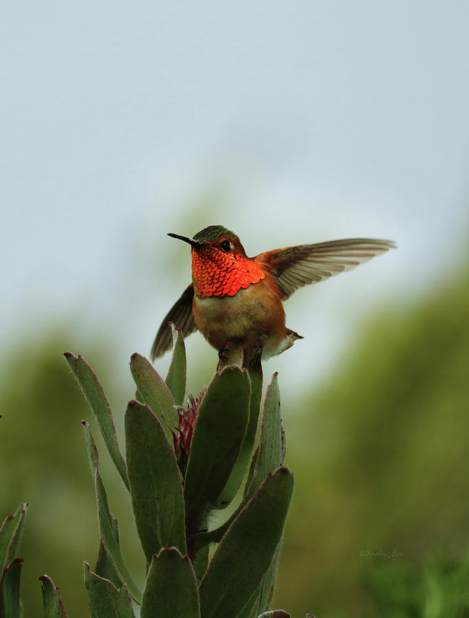 Hummingbird 2 Photograph by Xueling Zou
