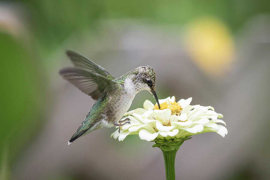 Hummingbird 2016-2 Photograph by Thomas Young