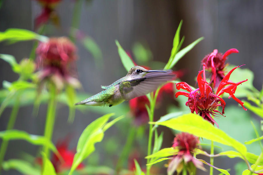 Hummingbird 22 Photograph by David Stasiak
