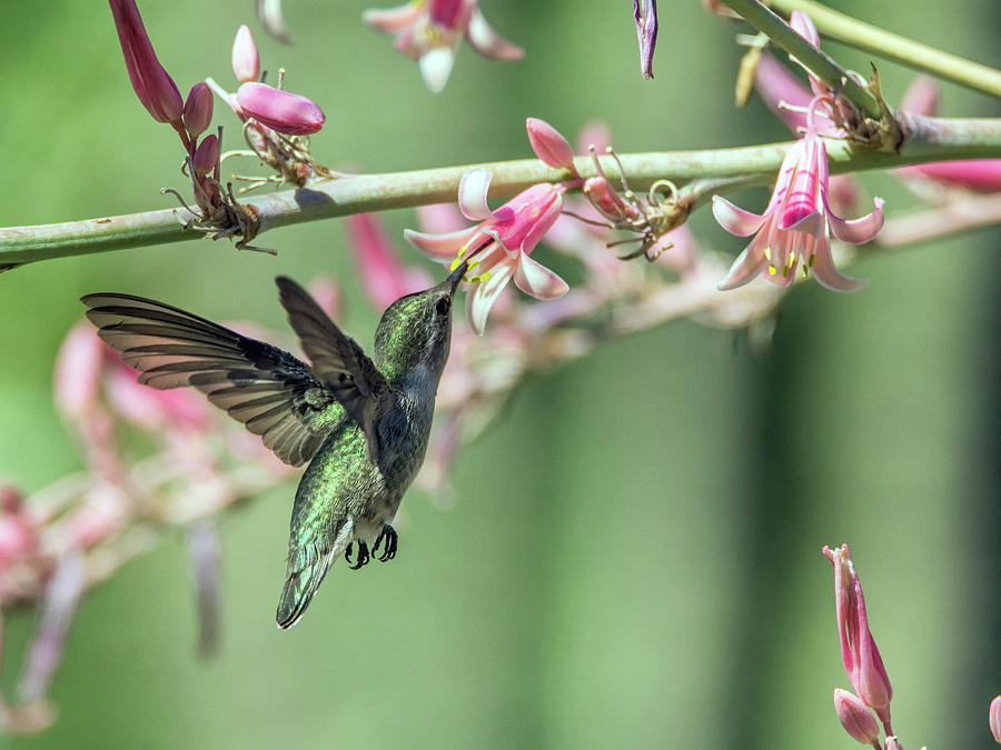 Hummingbird 2279 Photograph by Tam Ryan