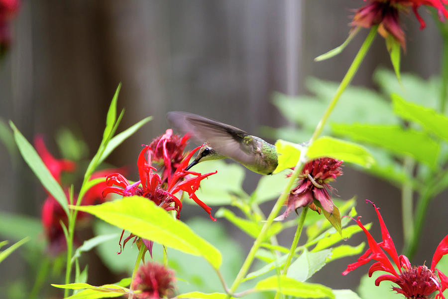 Hummingbird 23 Photograph by David Stasiak