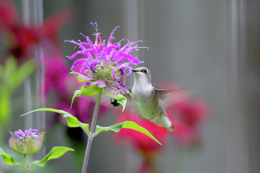 Hummingbird 24 Photograph by David Stasiak