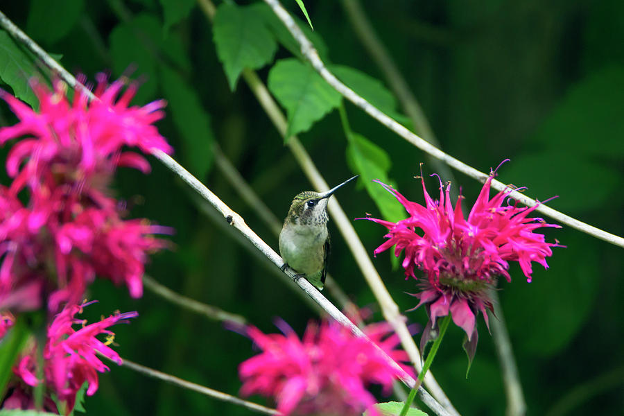 Hummingbird 25 Photograph by David Stasiak