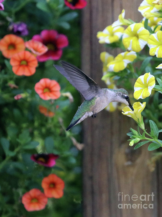Hummingbird 2736 Photograph by Jack Schultz