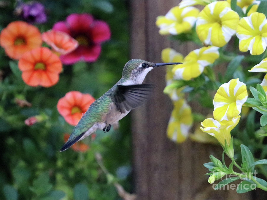 Hummingbird 2739 Photograph by Jack Schultz