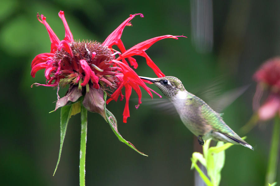 Hummingbird 28 Photograph by David Stasiak