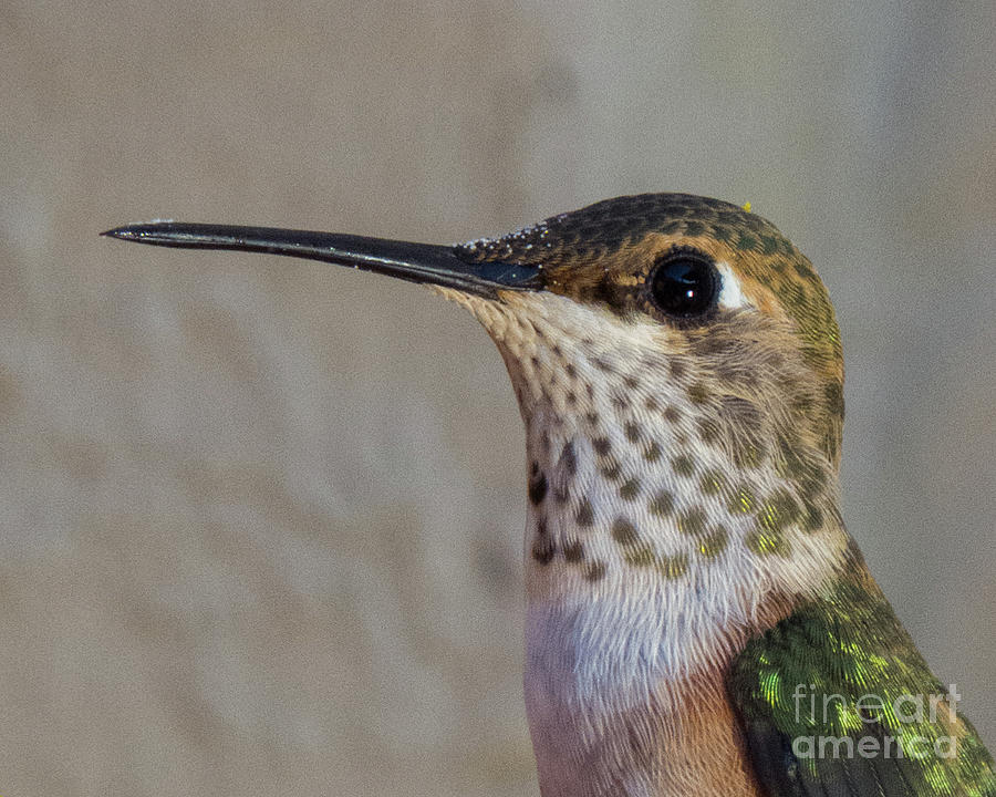 Hummingbird 3 Photograph by Christy Garavetto
