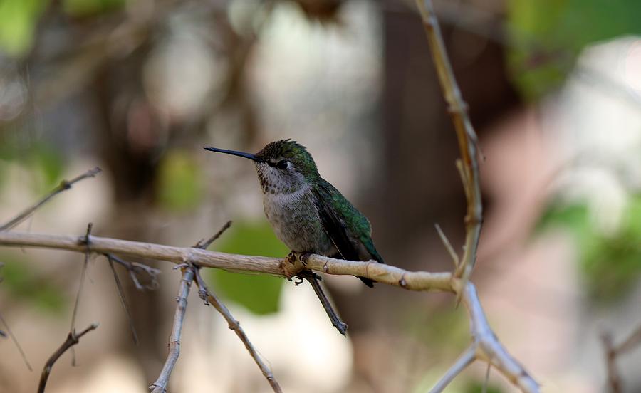 Hummingbird - 3 Photograph by Christy Pooschke