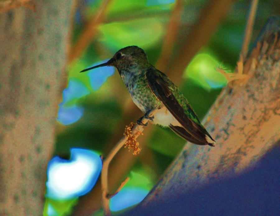 Hummingbird 3 Photograph by Helen Carson