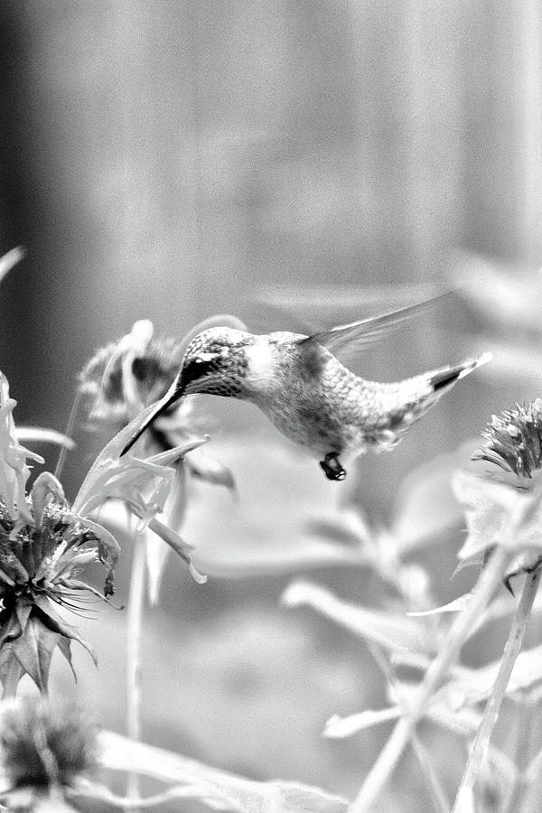 Hummingbird 30 Photograph by David Stasiak