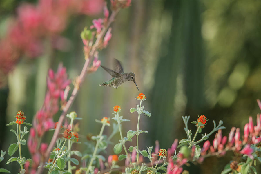 Hummingbird 3000 Photograph by Tam Ryan