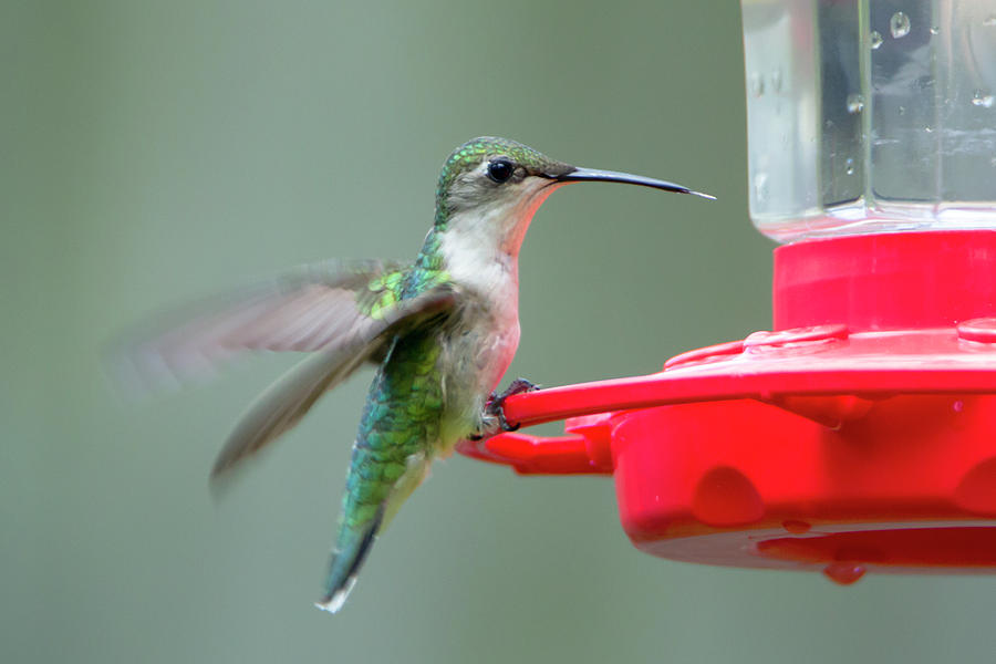 Hummingbird 32 Photograph by David Stasiak