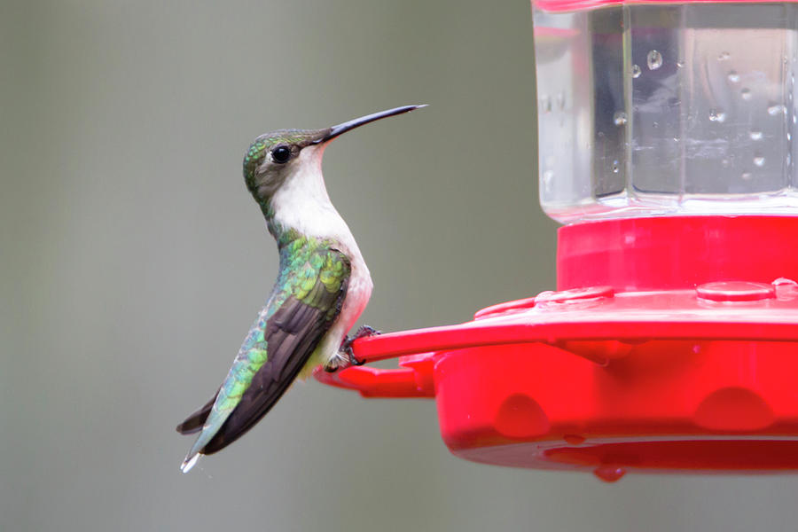 Hummingbird 33 Photograph by David Stasiak