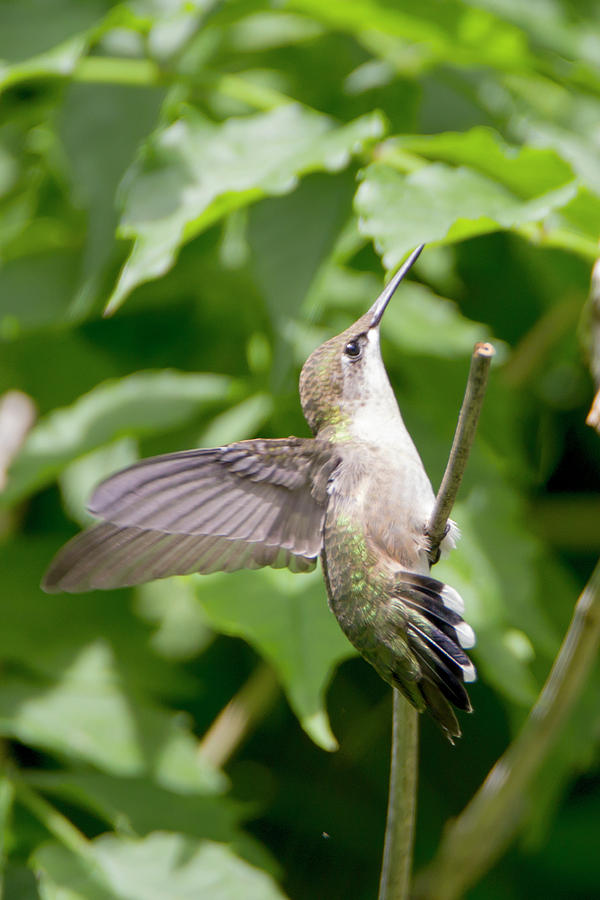 Hummingbird 36 Photograph by David Stasiak