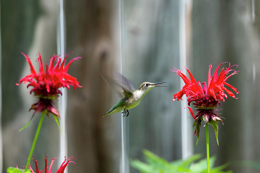 Hummingbird 37 Photograph by David Stasiak