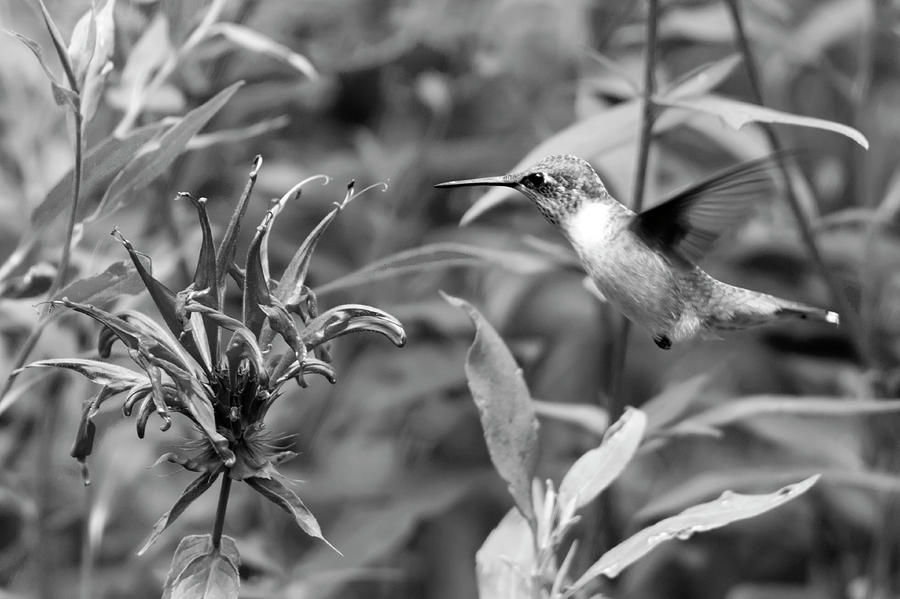 Hummingbird 39 Photograph by David Stasiak