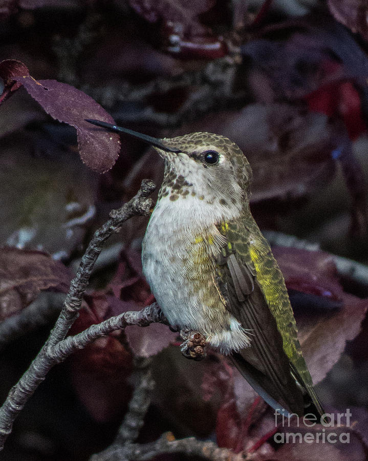 Hummingbird 4 Photograph by Christy Garavetto