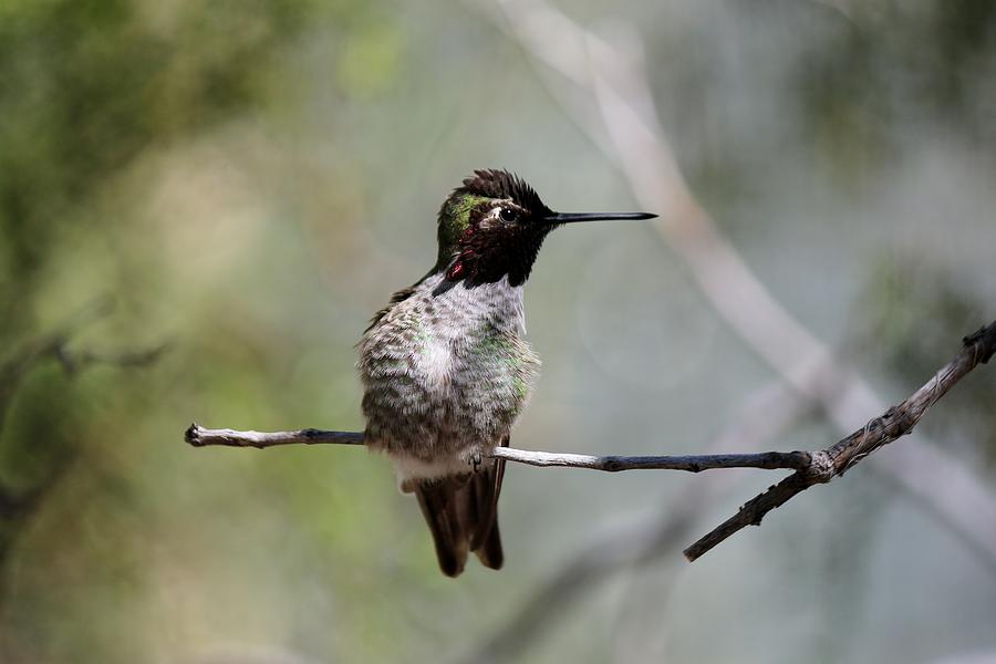 Hummingbird - 4 Photograph by Christy Pooschke