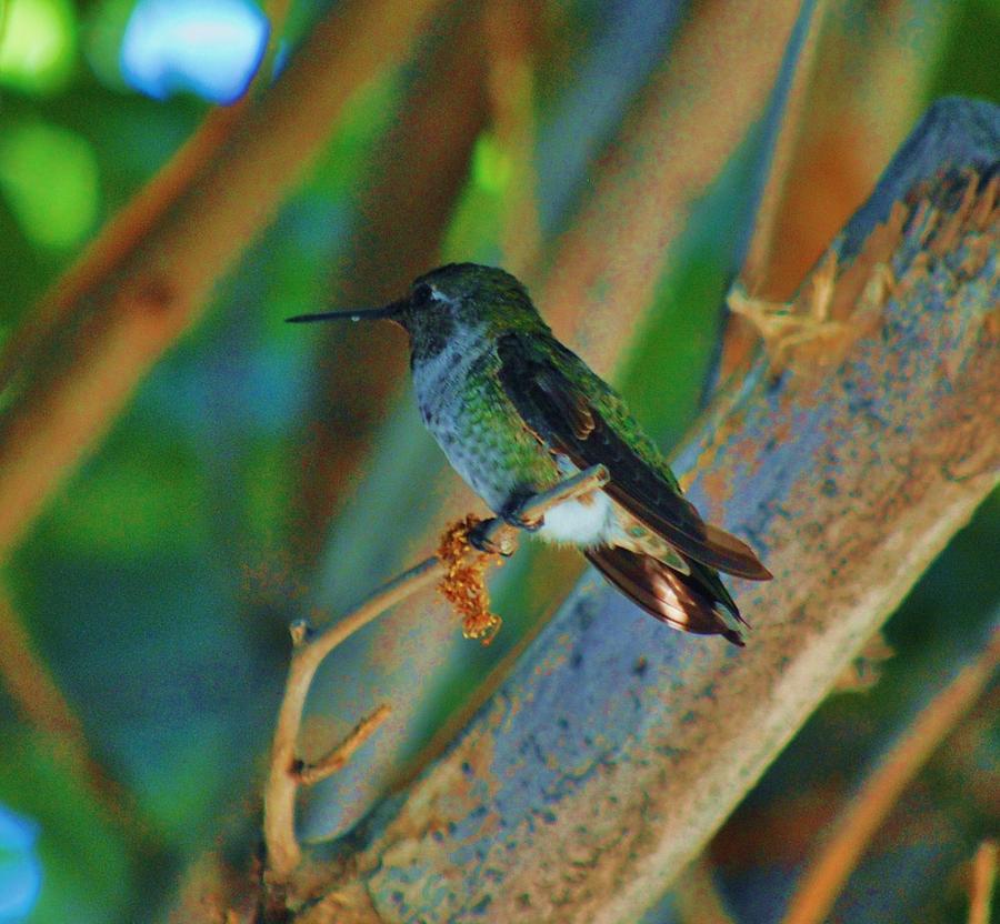 Hummingbird 4 Photograph by Helen Carson