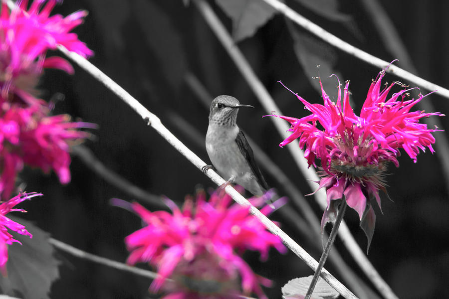 Hummingbird 42 Photograph by David Stasiak