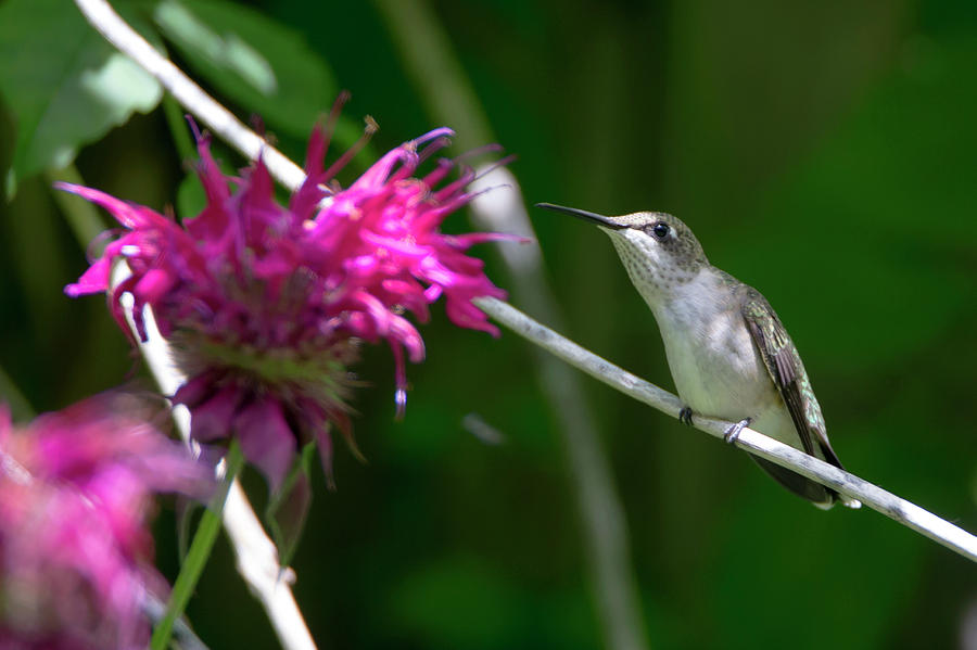 Hummingbird 43 Photograph by David Stasiak