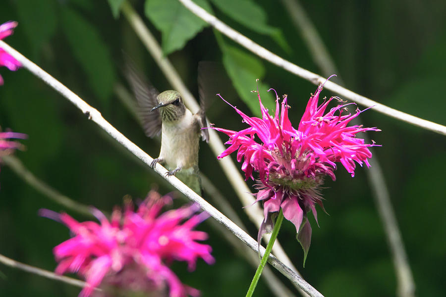 Hummingbird 44 Photograph by David Stasiak
