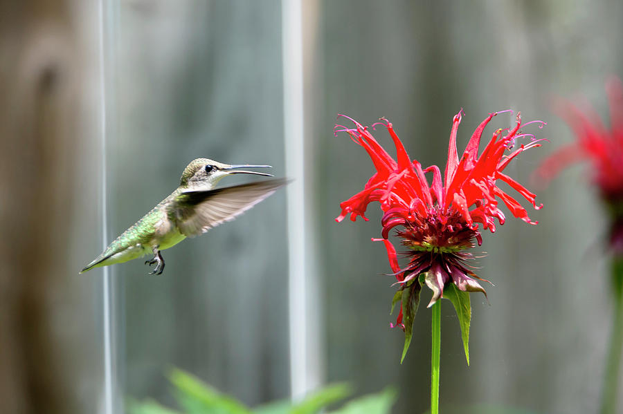 Hummingbird 45 Photograph by David Stasiak