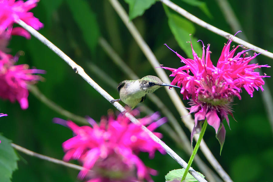 Hummingbird 48 Photograph By David Stasiak Fine Art America 8217